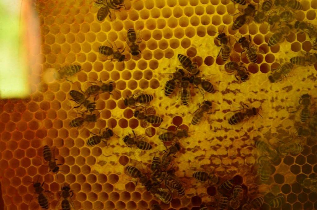 Sleeping With The Bees Kozjak Kobarid Exterior foto