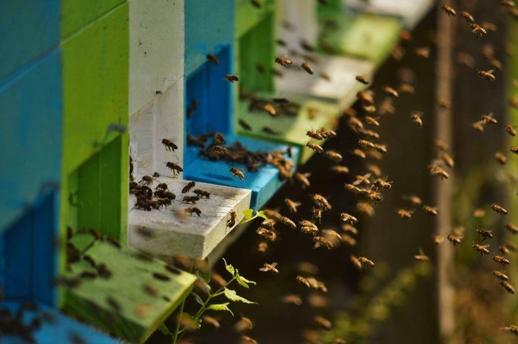Sleeping With The Bees Kozjak Kobarid Exterior foto